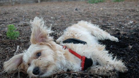 Puppy digs bed