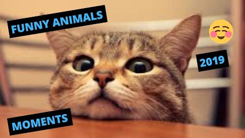 FUNNY ANIMAL VIDEOS 2019 - FUNNY ANIMAL REACTIONS