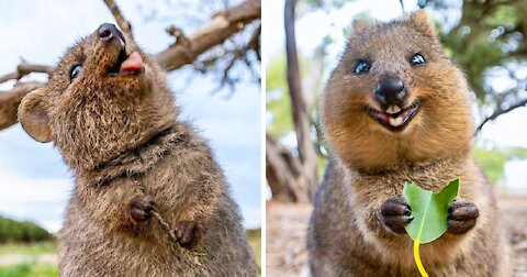 Most beautiful smile among animal