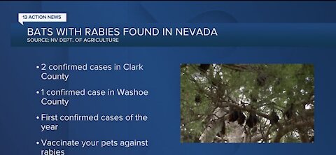 Bats carrying rabies found in Nevada, including Clark County