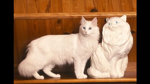 Turkish Angora Cats