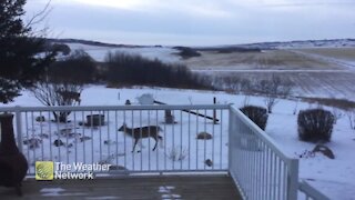 Nothing to see here, just several deer sneaking through backyard at dawn