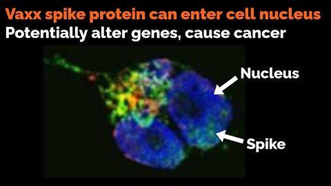 PFIZER STUDY: Vaxx spike protein can enter cell nucleus, potentially alter genes, cause cancer