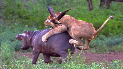 Lion Vs. Hippo: Mother Defends Calf From Lion Attack