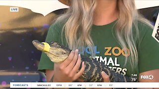 Cool Zoo makes a stop in Fort Myers