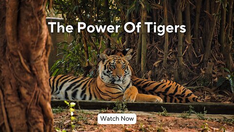 TIGER TALES | Stalking the Wild Beauty