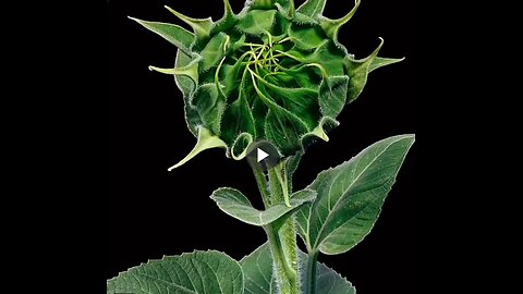 The wonderful timelapse of a sunflower.