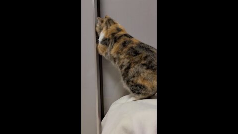 The cat is about to enter the closet