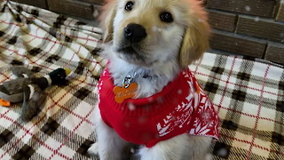 Dogs Looking Festive in Their Christmas Sweaters