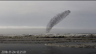 Murmuration Of Sandpipers Is A Bizarrely Beautiful Spectacle