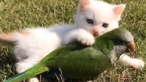 Cutest Kitten And Parrot Make The Perfect Duo Ever