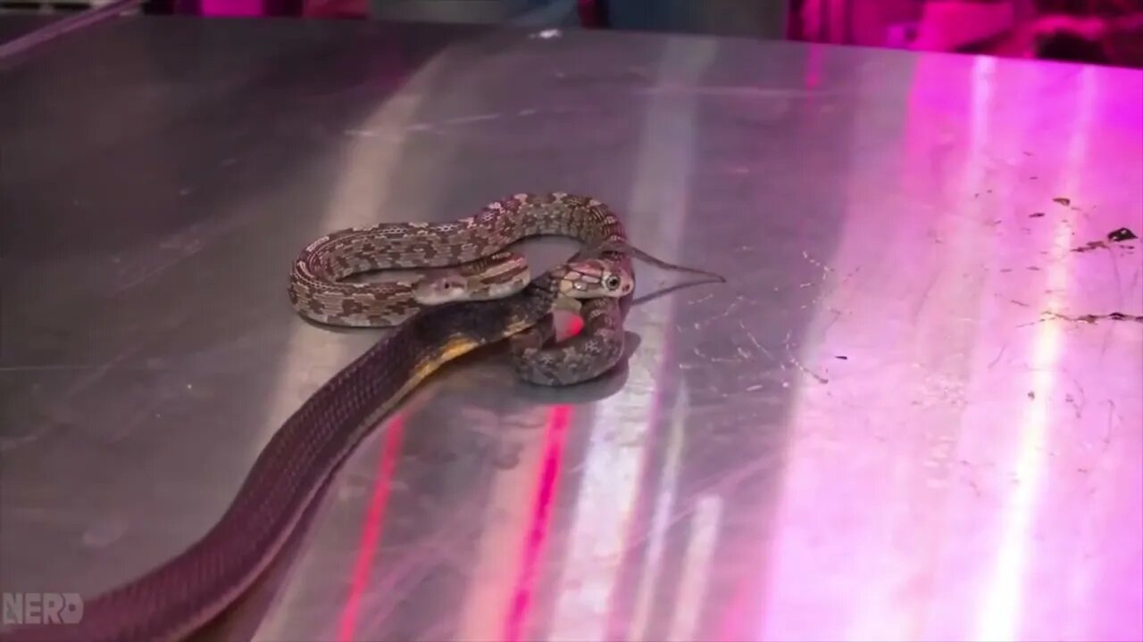 Picture of Guy Feeds King Cobra! (And It's Absolutely INSANE!)
