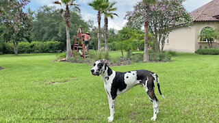 Great Dane Supervises Palm Tree Trimming Yard Work