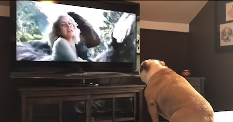 Bulldog Has Incredible Reaction To Actress In Trouble