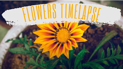 Flowers Timelapse | WonderLapse