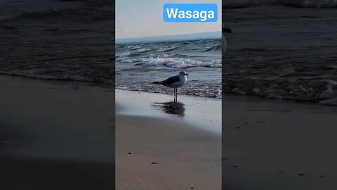 Wasaga (Beautiful Day) 🏖️