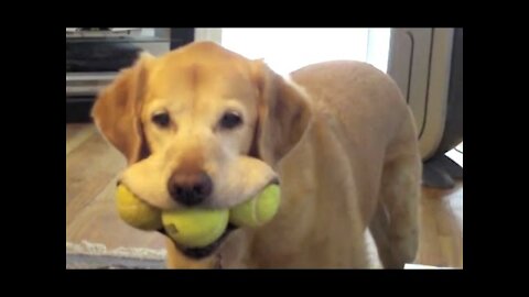 Cute Labrador With Funny Pose