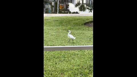 Green Heron & Snowy Egret Hunt Dragonflies | 4K