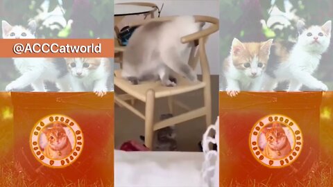 Funny Cats! 😹 This Cat’s Hands Are Rated “E” for EVERYONE! 😹🥊 (#130) #Clips