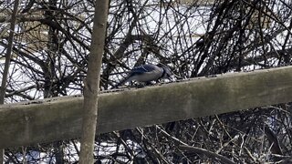 Cardinal Blue Jay and Black bird