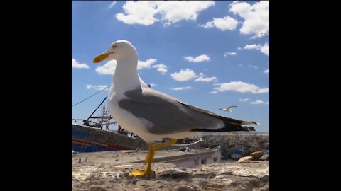 Sea gulls