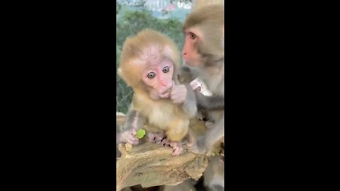 Ethiopian Funny Cute Baby Animals Videos Cute Baby Pets Cute Kittens Animal Videos