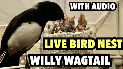 LIVE BIRD NEST | WILLY WAGTAIL NEST WESTERN AUSTRALIA with Audio