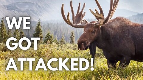 A MOOSE ATTACKED US WHILE METAL DETECTING! SCARED FOR OUR LIVES!