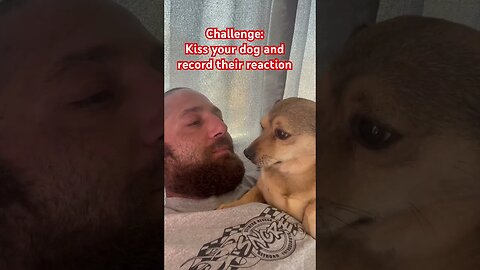 Viral Challenge: Kiss your dog on the head and see / record their reaction #dog #dogs #challenge