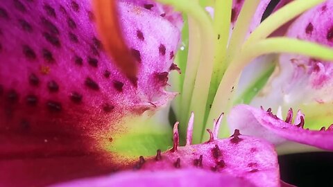 Lilies in Macro