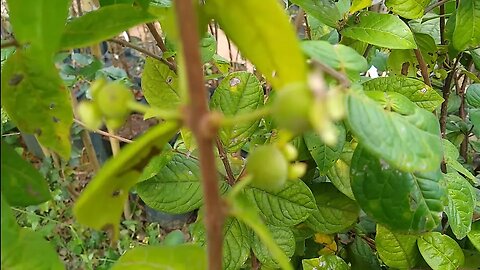 frutíferas produzindo em vaso araçá boi iogurte rosas do deserto substratos a venda em Niterói RJ🇧🇷