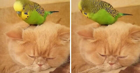 -Parrot sits right on top of sleeping cat's head