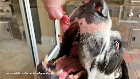 Funny Great Dane Loves Boars Head Corned Beef On Rye