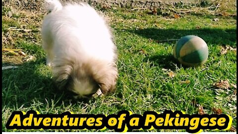 Adventures of a Pekingese next to a cat