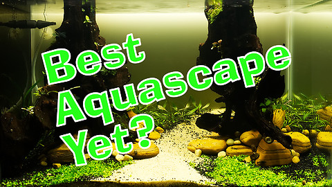 New Aquascape - Best one yet?