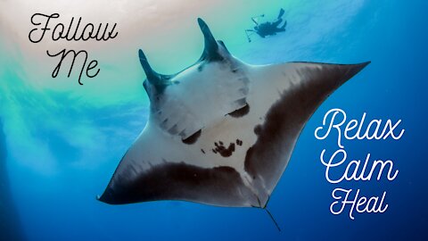 2021 MANTA RAY-Graceful, relaxing, soothing music to help focus or study or just Meditate and sleep.