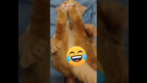 #shorts Смешные Коты Из Тик Тока 78 Funny Cats From Tiktok