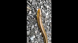 Glass Lizard