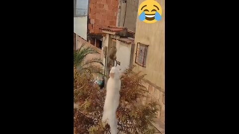 Funny animals club 😂, funny animals dance 😁, funny animals cute 😍, funny animals fight 🤓