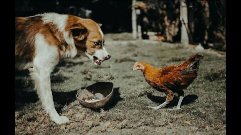 Dog fights with chicken - watch hilarious fight 2021