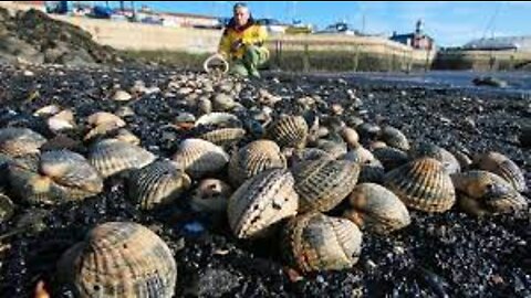 Cockles Harvesting and Processing - Cockles Canned Production Process in Factory