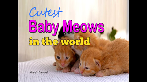 Cutest Baby Meows in The World