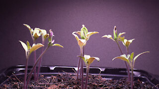 My First Indoor Tomato Plants Growing: One Month