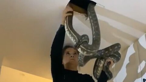 Lady Pulls 2 Pythons Fighting Above Her Kitchen Tiles Out Like A Boss