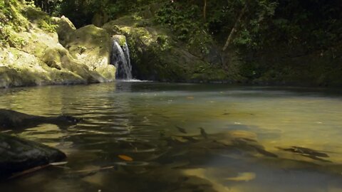 Light waterfall and streaming water with big fish ambient background sound to battle insomnia.