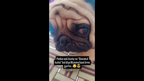 cute pug.. 😅😘 #pug #puglife #funny #rumble