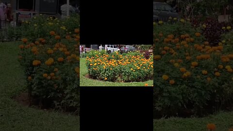 A beautiful water fountain surrounding in the campus of Tirumala,#shortvideo,#Tirumala,#tourvlog.