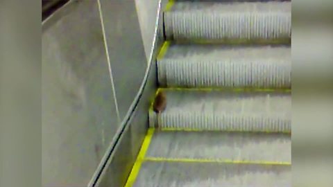 A Rat Having Fun On A Down Escalator