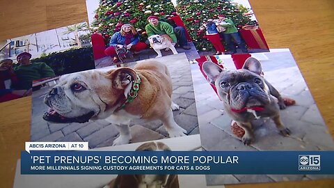 'Pet Prenups' becoming more popular