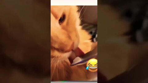 This is soo funny🤣🥹 #catsarefunny #catvideosfunny #funnyvideocat #funnykittycat #shorts #viral